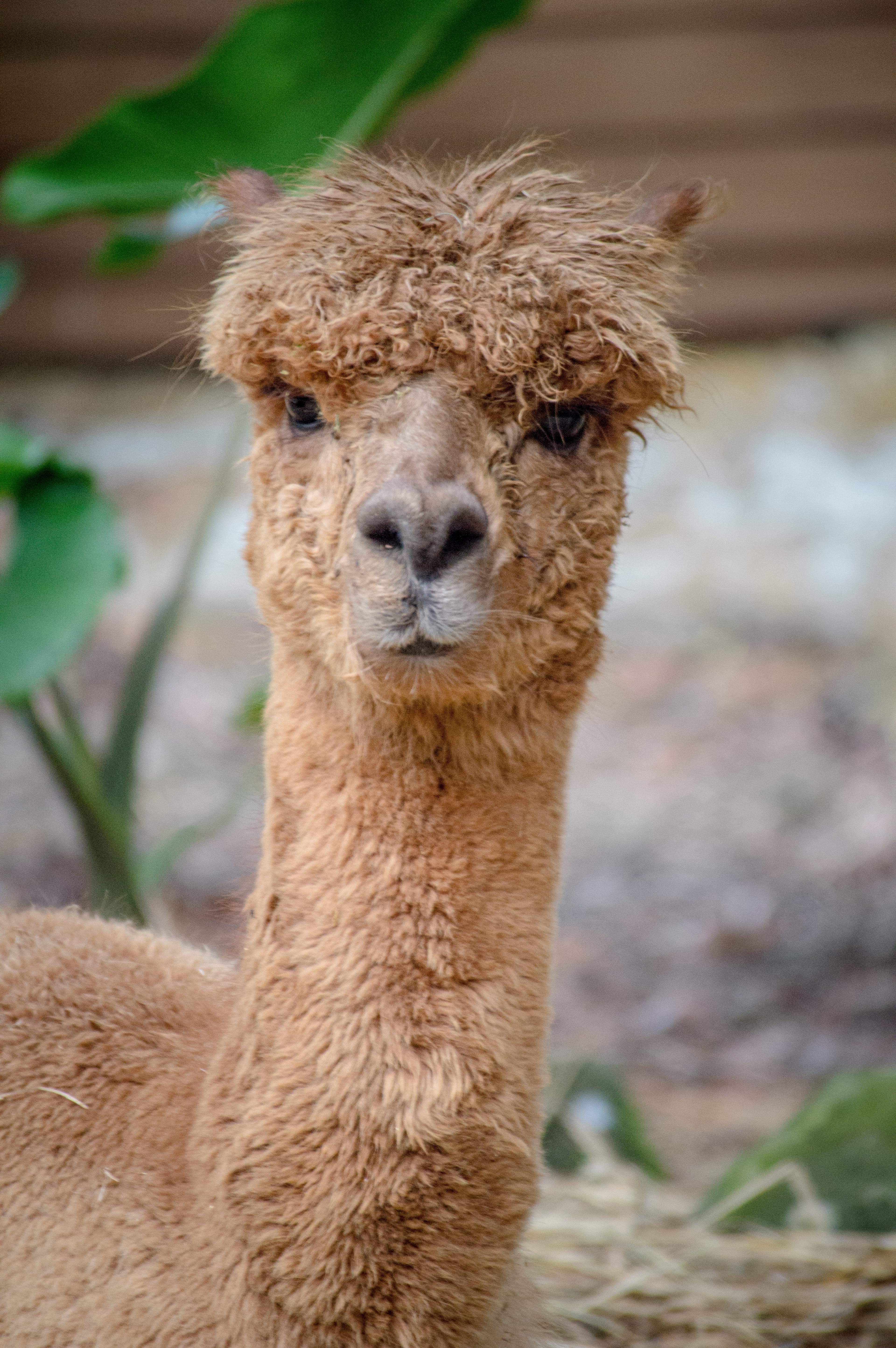 Trip to Alpaca Acres